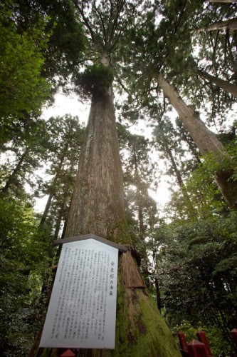 妊婦さんにオススメ 箱根神社の 安産杉 の話 公式ブログ 詳細 箱根 芦ノ湖の温泉 旅館なら和心亭豊月 公式